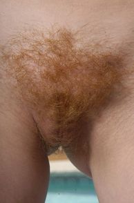 Fuzzy Red Pubes Up Close Photo