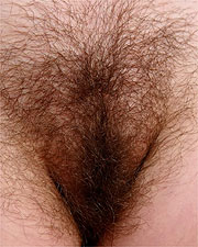 Close Up Picture Of Unshaved Pussy